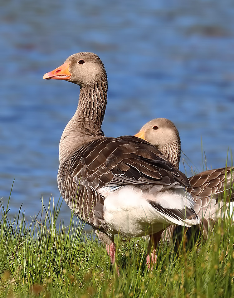 greylag
